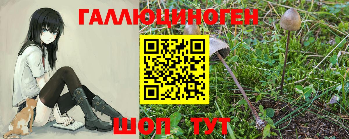 Геленджик  Галлюциногенные грибы прущие грибы  Псилоцибиновые грибы Cubensis  Вход с VPN 